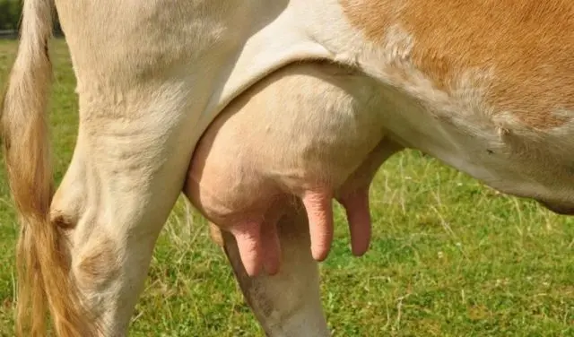 How to heal a cracked cows udder