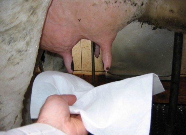 How to heal a cracked cows udder