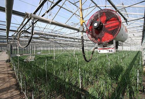 How to heat a polycarbonate greenhouse in spring: infrared heater, underground pipes, cable, air