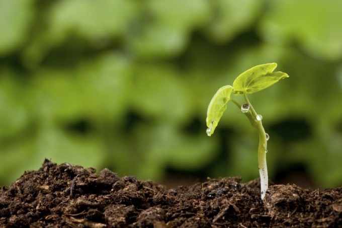 How to improve soil fertility on the site: fertilizer methods and ways to improve soil composition + classification