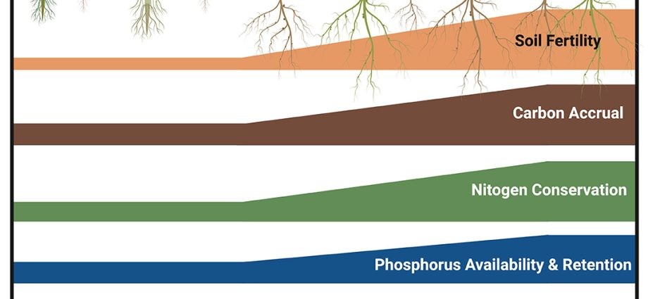 How to improve soil fertility on the site: fertilizer methods and ways to improve soil composition + classification