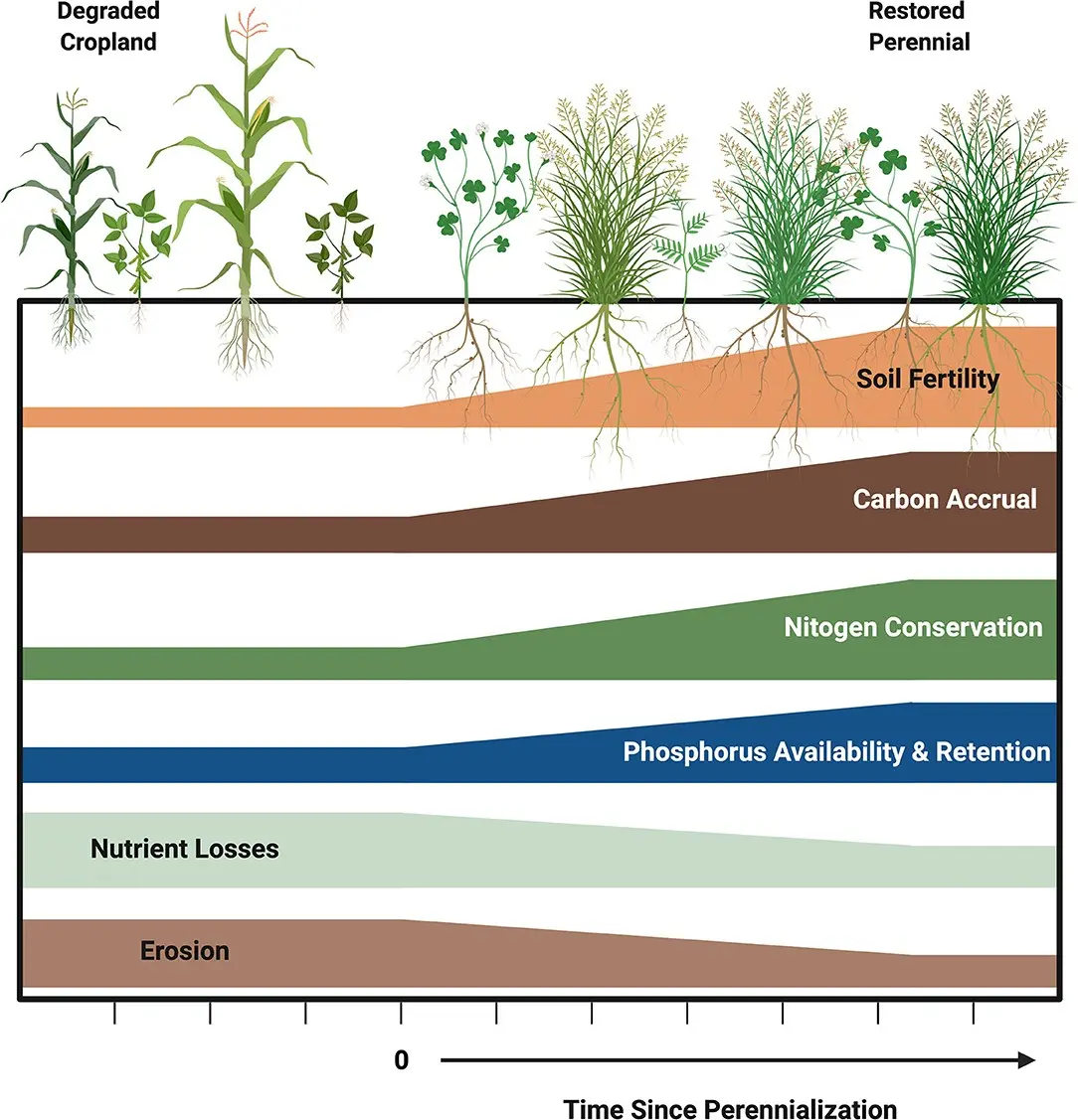 How to improve soil fertility on the site: fertilizer methods and ways to improve soil composition + classification