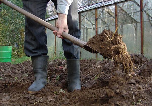 How to improve the soil in the garden: effective ways