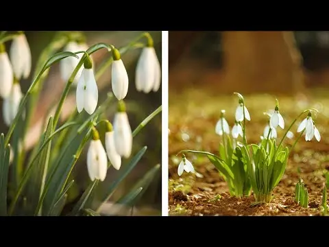 How to install a snowdrop greenhouse + video