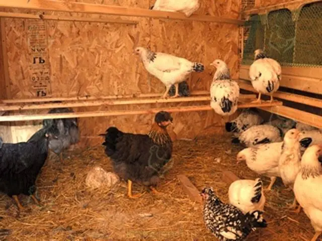 How to insulate a chicken shed for the winter