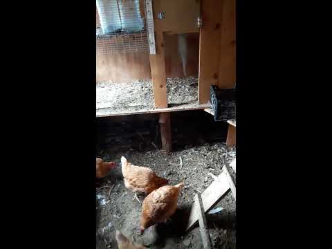 How to insulate a chicken shed for the winter