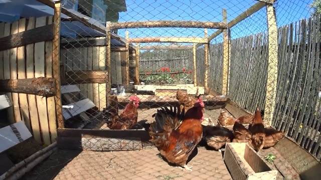 How to insulate a chicken shed for the winter