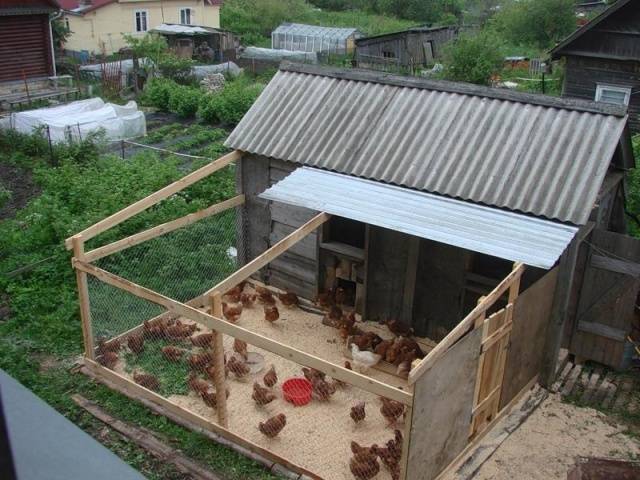 How to insulate a chicken shed for the winter