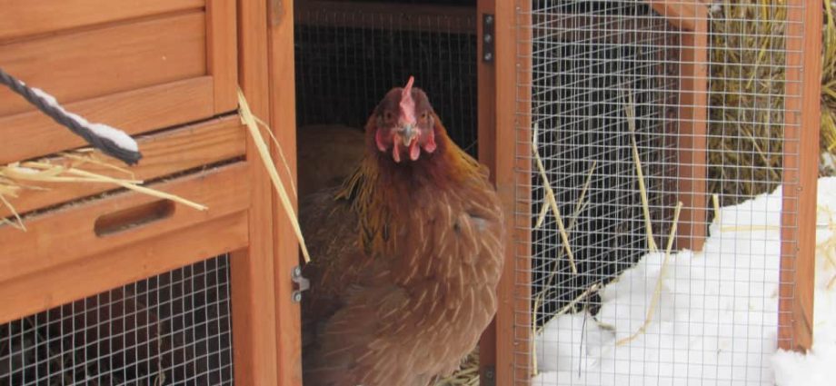 How to insulate a chicken shed for the winter