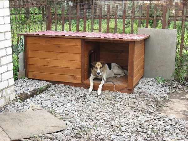 How to insulate a dog house for the winter: kennel insulation materials and other ways to protect a dog from the cold