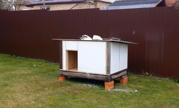 How to insulate a dog house for the winter: kennel insulation materials and other ways to protect a dog from the cold