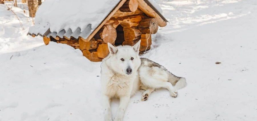 How to insulate a dog house for the winter: kennel insulation materials and other ways to protect a dog from the cold