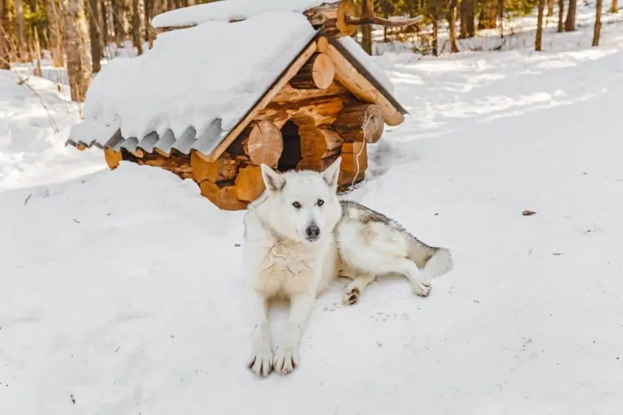 How to insulate a dog house for the winter: kennel insulation materials and other ways to protect a dog from the cold