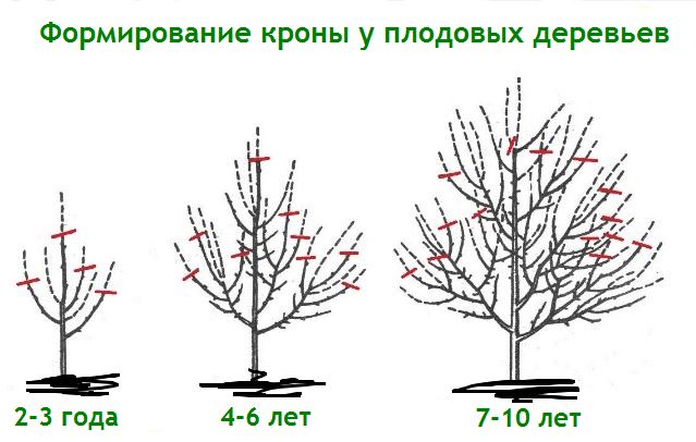 How to insulate a pear for the winter: leaving in the fall, preparation rules, sheltering young seedlings, old trees in the Moscow region