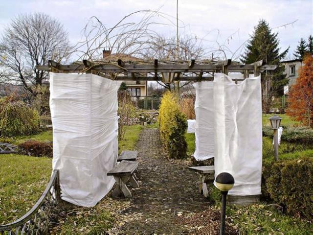 How to insulate a pear for the winter: leaving in the fall, preparation rules, sheltering young seedlings, old trees in the Moscow region