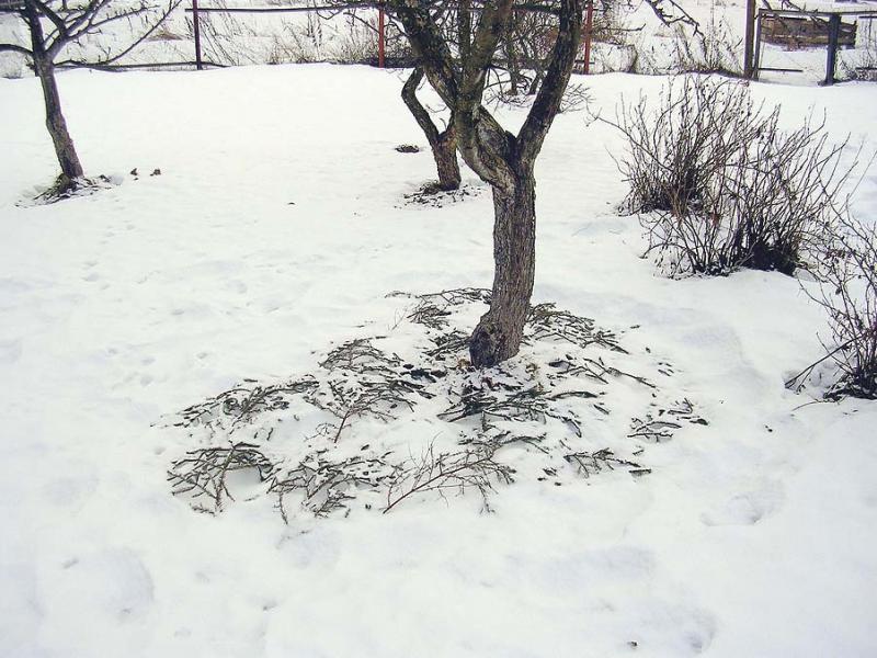 How to insulate a pear for the winter: leaving in the fall, preparation rules, sheltering young seedlings, old trees in the Moscow region