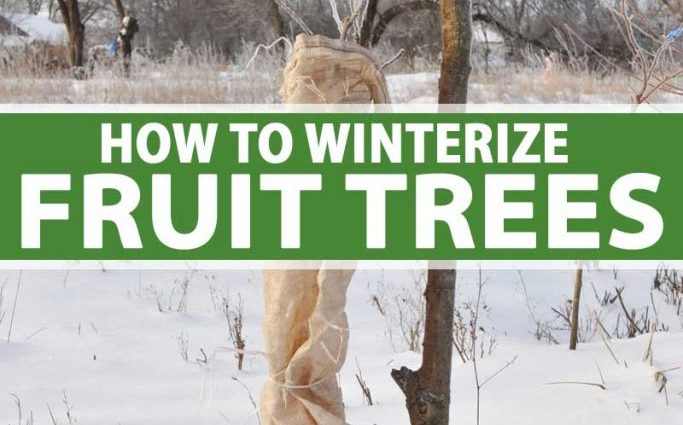 How to insulate a pear for the winter: leaving in the fall, preparation rules, sheltering young seedlings, old trees in the Moscow region