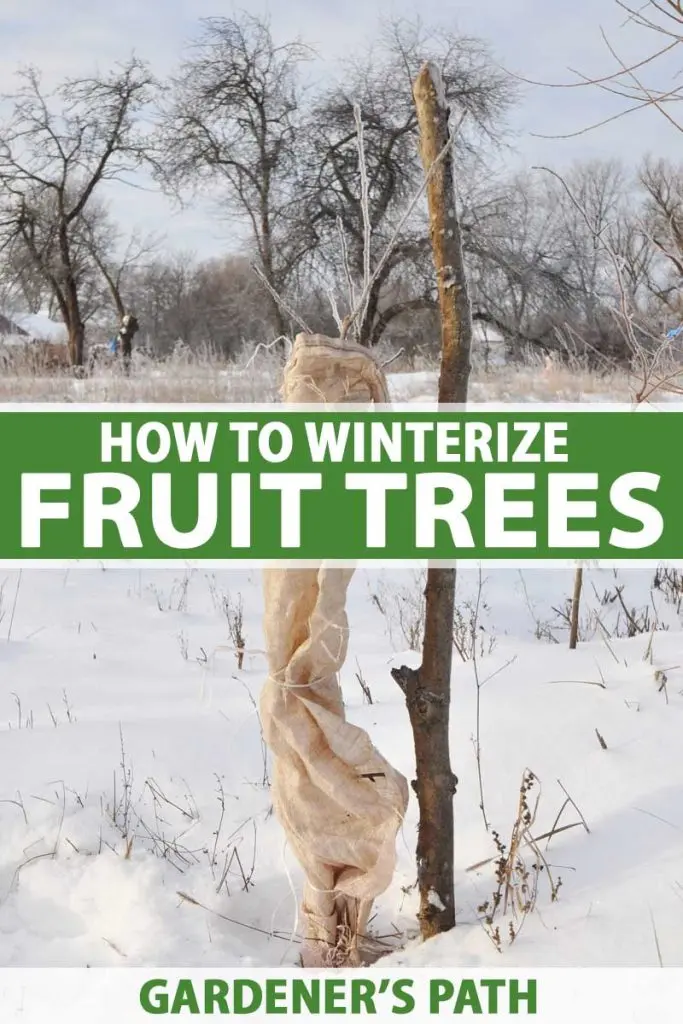 How to insulate a pear for the winter: leaving in the fall, preparation rules, sheltering young seedlings, old trees in the Moscow region