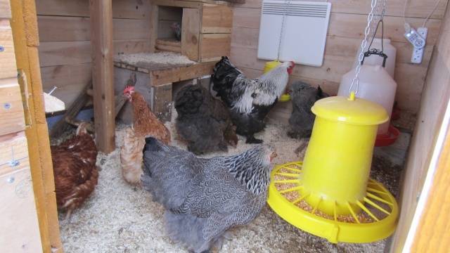 How to insulate the floor in a chicken coop