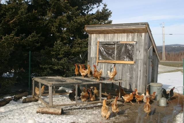 How to insulate the floor in a chicken coop