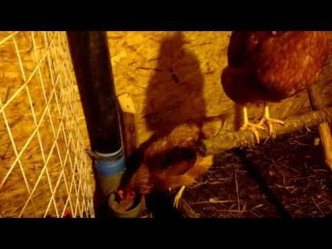 How to insulate the floor in a chicken coop