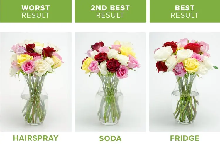 How to keep cut roses in a vase beautiful for a long time?