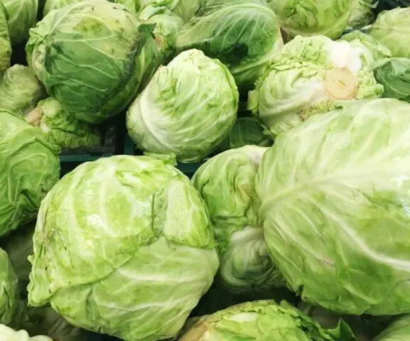 How to keep early cabbage after cutting longer