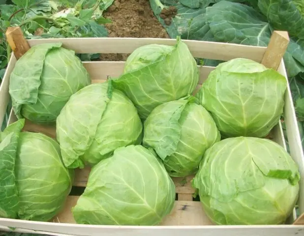 How to keep early cabbage after cutting longer