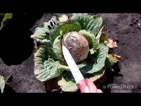 How to keep early cabbage after cutting longer