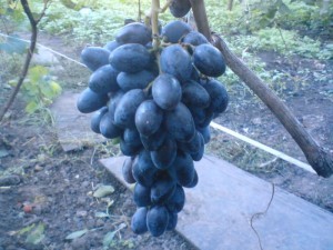 How to keep grapes for a long time: rules