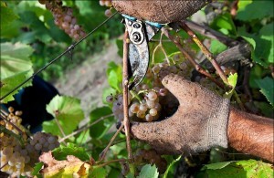 How to keep grapes for a long time: rules