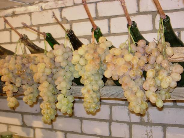 How to keep grapes for a long time: rules