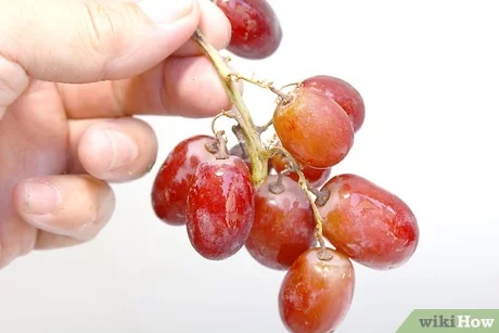 How to keep grapes for a long time: rules