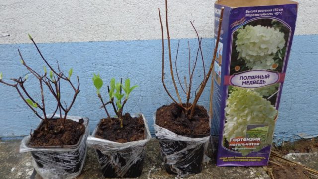 How to keep hydrangea seedlings until spring: in the apartment and basement