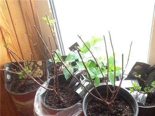 How to keep hydrangea seedlings until spring: in the apartment and basement