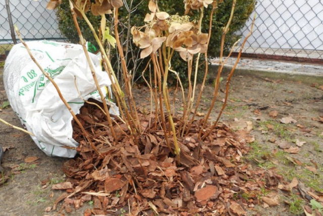 How to keep hydrangea seedlings until spring: in the apartment and basement