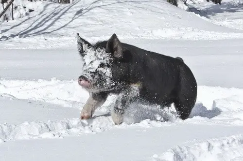 How to keep pigs in winter