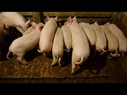 How to keep pigs in winter