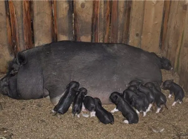 How to keep pigs in winter