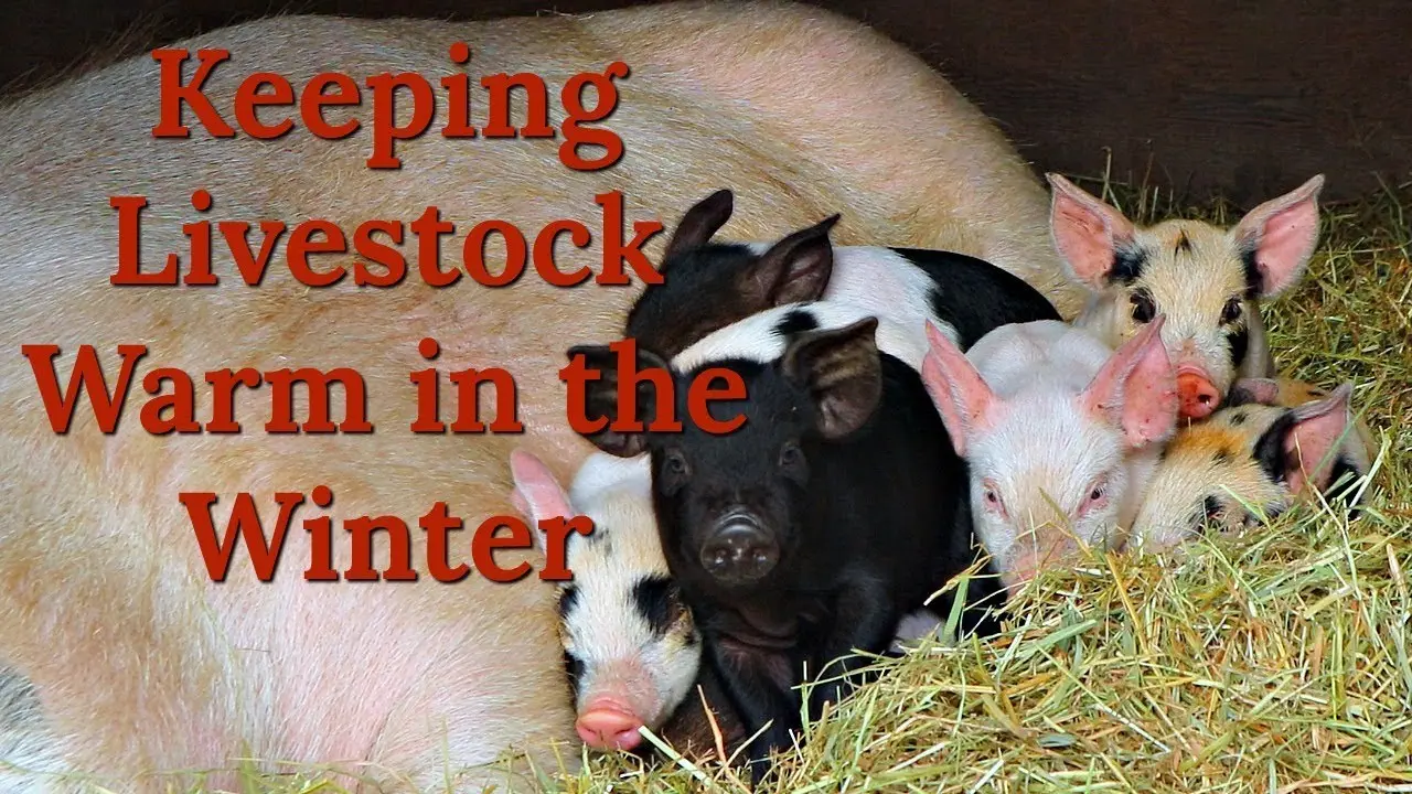 How to keep pigs in winter