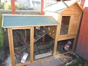 How to keep quails in the country