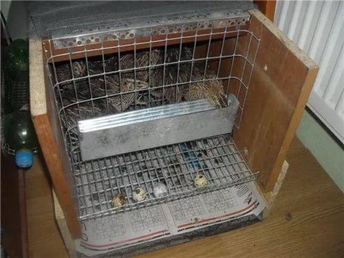 How to keep quails in the country