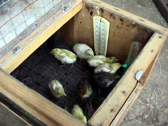 How to keep quails in the country