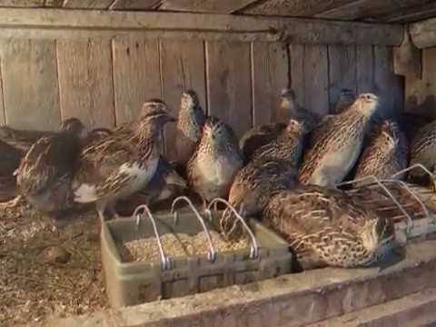 How to keep quails in the country