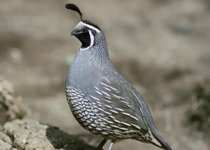 How to keep quails in the country