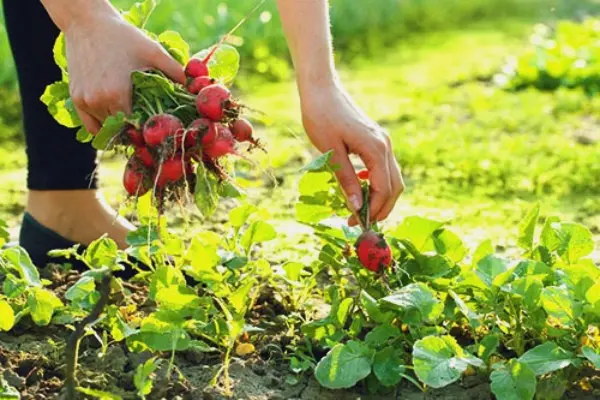 How to keep radishes fresh and juicy for the winter