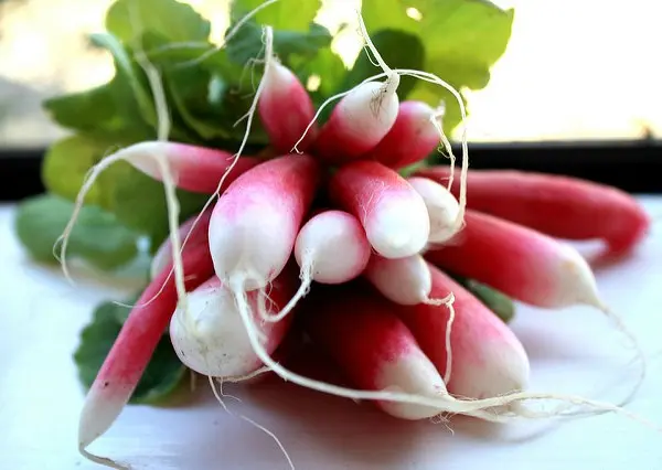 How to keep radishes fresh and juicy for the winter