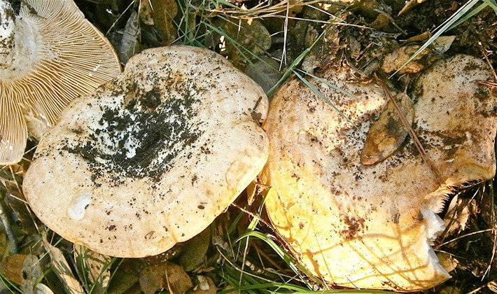 How to keep salted and fresh milk mushrooms