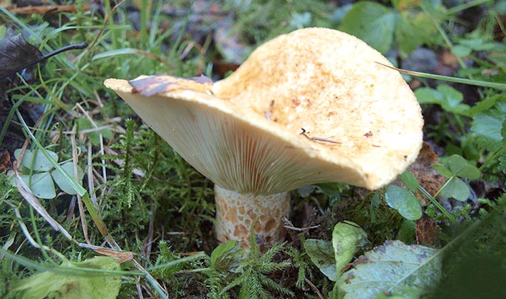 How to keep salted and fresh milk mushrooms