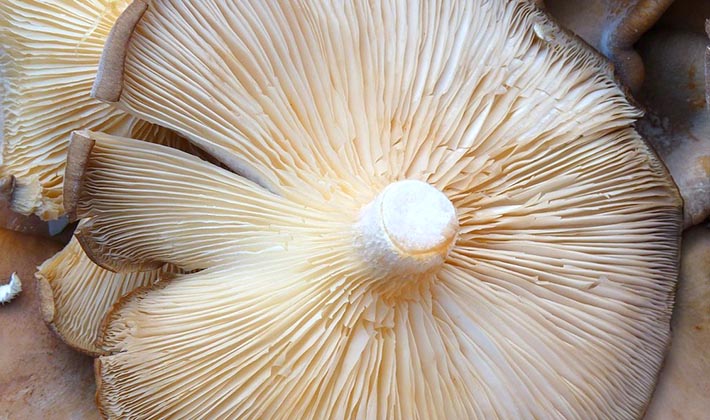 How to keep salted and fresh milk mushrooms